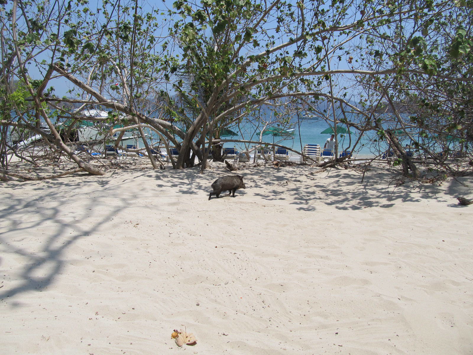 Manuel Antonio, Costa Rica | Travel Guide IMG_1165