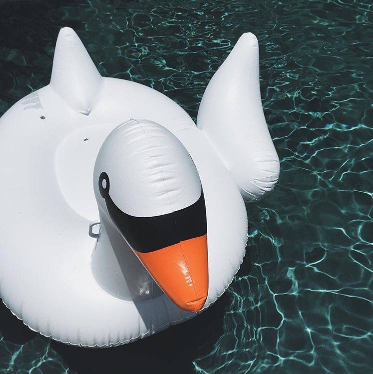Inflatable swan floating in pool